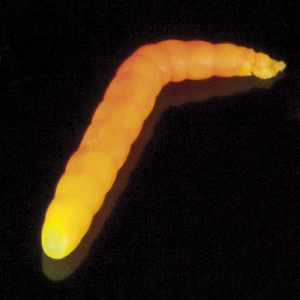 Saenger Iron Trout Baco - Leucht-Gelb-Orange
